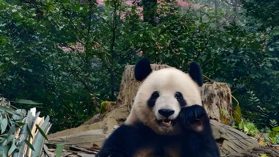 成都碧峰峡ワンデーツアー:かわいいパンダ + 秘境峡谷のダブル体験【12時間貸切チャーター】