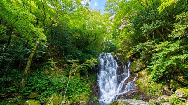 Yanagawa Island One-Day Tour
