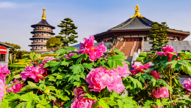 洛陽中國國花園+白馬寺+神州牡丹園+洛邑古城+麗景門一日遊