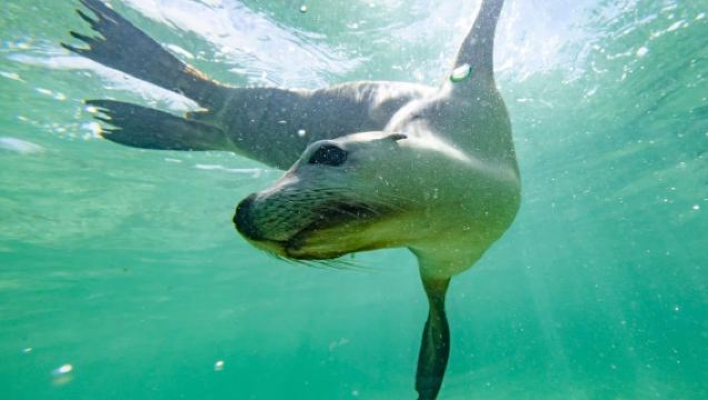 Excursión de doble inmersión para explorar leones marinos y corales en Jurien Bay, Perth, Australia Occidental
