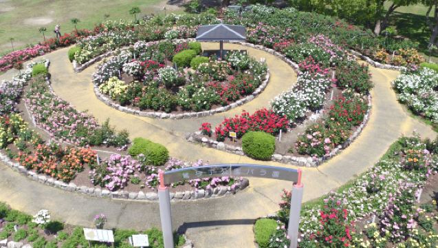Viaggio leggero in tram | Esplora il giardino segreto del parco di Fukuoka con una guida professionale
