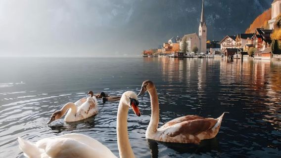 Lawatan Sehari Sewa Peribadi Pergi-Balik Vienna, Austria - Kawasan Tasik: Tasik Hallstatt + Wolfgang