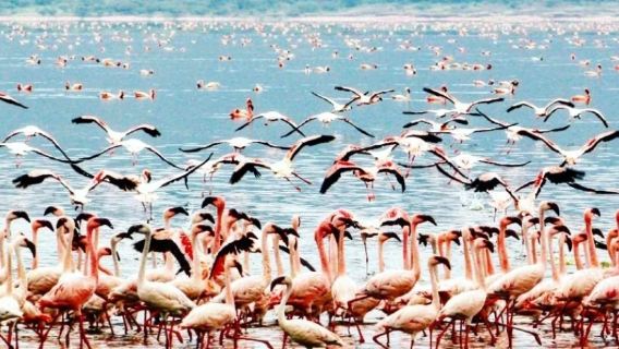 Nairobi Naivasha Gölü/Tekne Turu + Crescent Adası | Özel Araç Turu - Kapıdan Transfer
