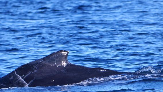 [Edición limitada de invierno] Crucero para avistamiento de ballenas y delfines en Phillip Island, Melbourne, con opción de experiencia de 3/4 horas