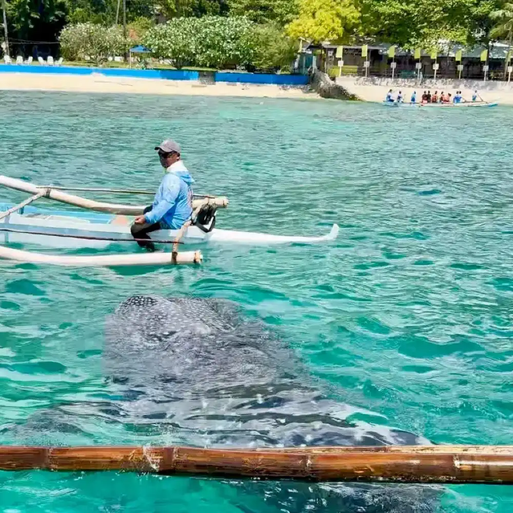 フィリピン・ボホール島～オスロブ フェリー片道チケット（ストレス