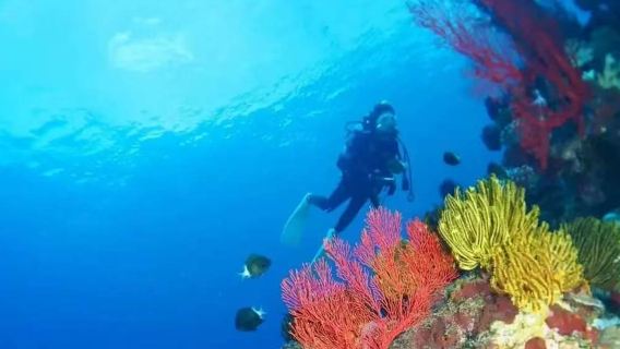 Okinawa Kerama Tokashiki Island snorkeling adventure (beach stroll and sea bathing + culinary immersion tour)