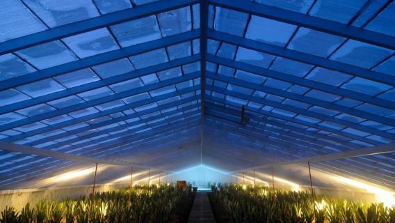 Ponta Delgada: Greenhouse Hot Tub with Pineapple Tour