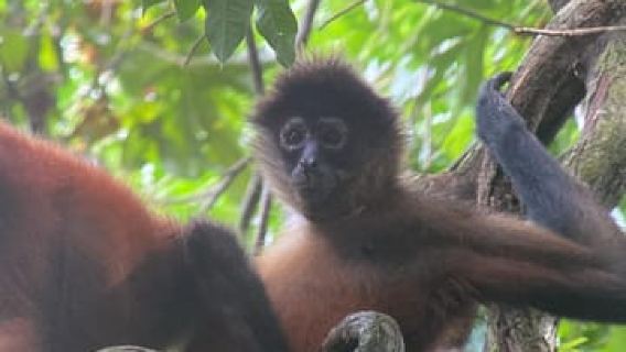 From Puerto Jimenez: Corcovado National Park Full-Day Tour
