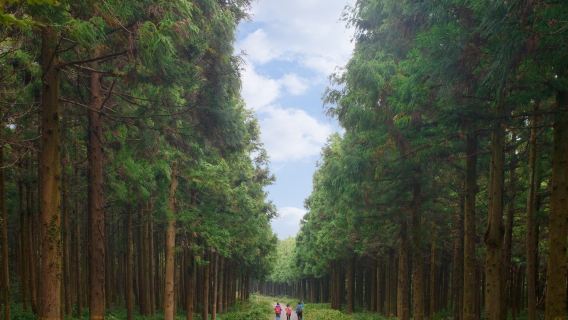 제주 중문감성투어