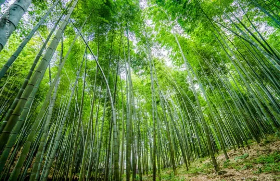 蜀南竹海海中威亞票大小同價