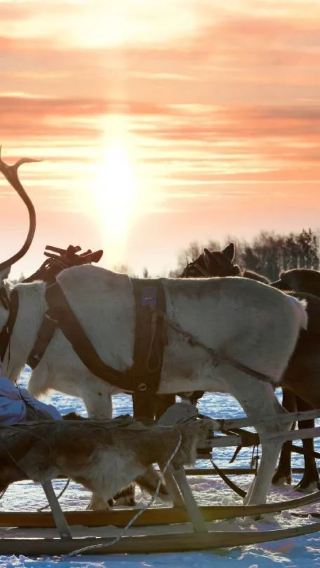 Ranua Zoo + Santa Claus Village + Rovaniemi city tour in Finland