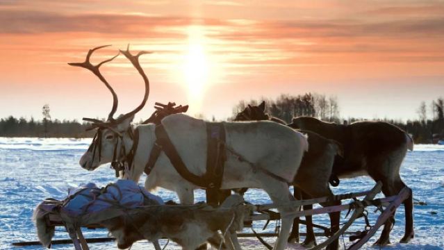 ラヌア動物園+サンタクロース村+フィンランド・ロヴァニエミ【行程調整可能】