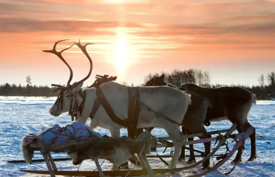 拉努阿野生動物園+聖誕老人村+芬蘭羅瓦涅米【行程可調】