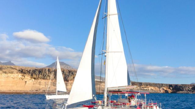 Tenerife: 3-Hour Whale & Dolphin Watching Eco-Catamaran Tour