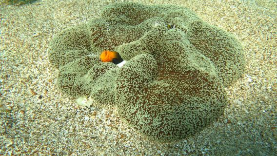 Private boat and snorkeling experience with lunch in Hurghada