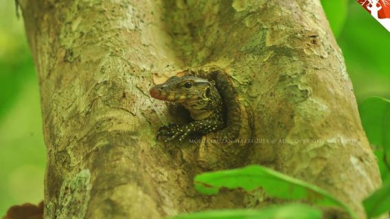 Langkawi: Kilim River Mangrove Safari Kayaking Tour