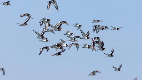 Tour in barca per il birdwatching nell'estuario del Tago