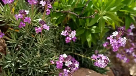 Maspalomas: Roque Nublo - hiking on volcanoes by Sky Rebels