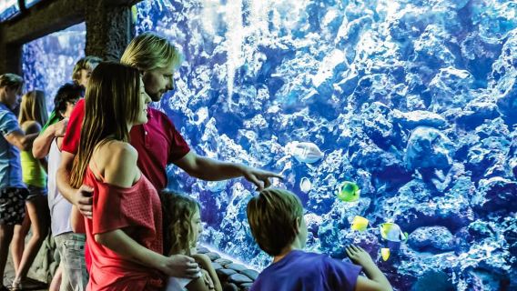 Maspalomas: Palmitos Park Ticket with Dolphin and Bird Shows