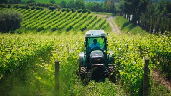 Val d'Orcia : visite d'un domaine viticole et dégustation de vins