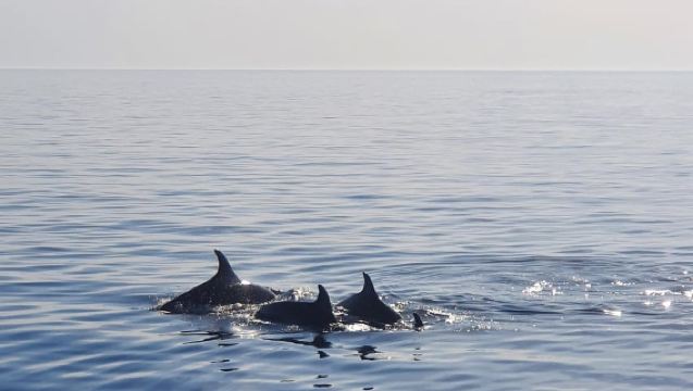 Delfin-Safari Bootstour ab Marina Funtana