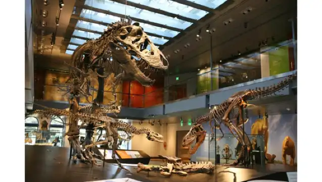 Natural History Museum LA: Entry + Fierce! The Story of Cats