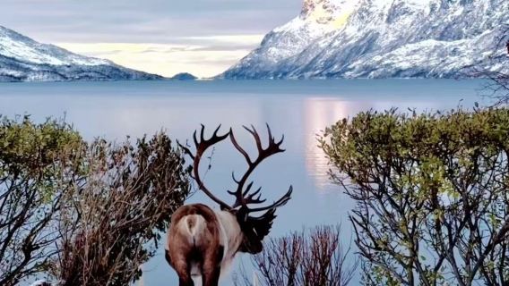 包車暢遊厄斯福德：峽灣＋北極光＋山巔徒步＋咖啡館與野生動物