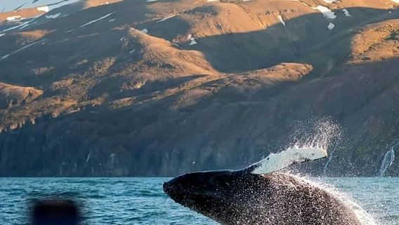 冰島雷克雅未克來回黃金圈－求您玩得像個當地人吧－包車大賣精選