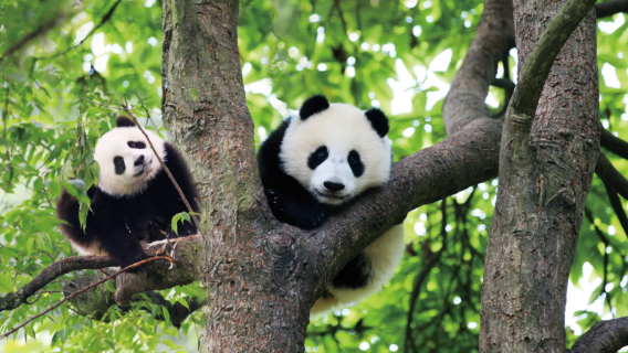 雅安碧峰峽【2-6人小包團&含門票+觀光車&週末親子遊】