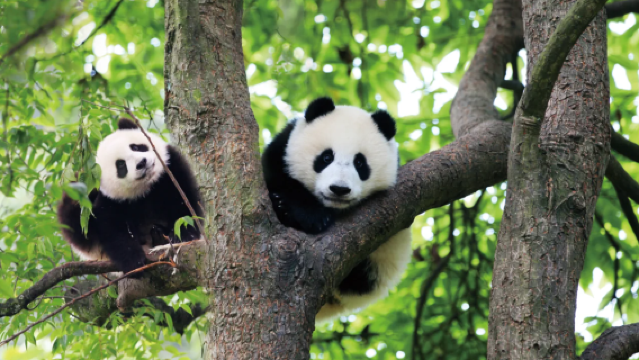 雅安碧峰峽【2-6人小私人導覽&含門票+觀光車&週末親子遊】