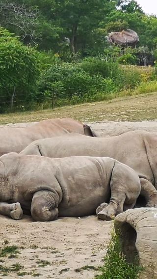 トロント動物園+トロント・チャイナタウン+CF トロント・イートン・センター+ディスティラリー地区ワンデーツアー