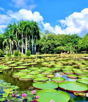 Book a 2.5H Professional Live Guide for Xishuangbanna Tropical Botanical Garden [Admission Ticket & 