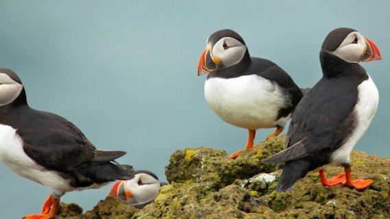 Reikiavik: Excursión en barco para avistar frailecillos con guía