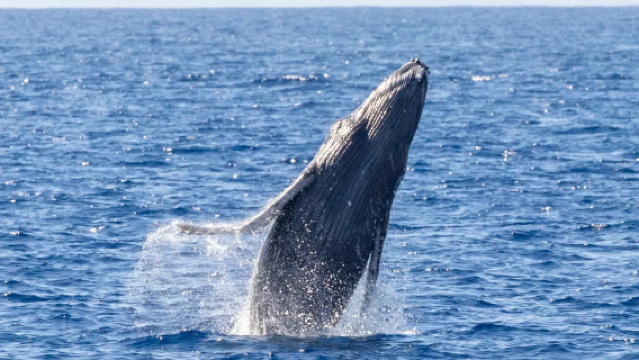 【觀鯨季節】廣西北海潿洲島賞鯨+快艇出海觀光賞鯨一日遊