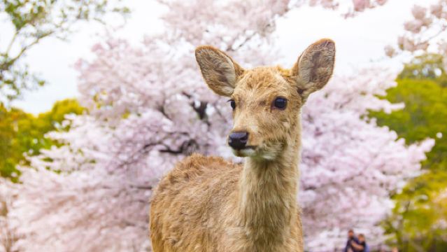 Однодневный тур по 9 популярным достопримечательностям Киото и Нары (отправление из Осаки, Арашияма и парк Нары)