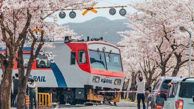 봄 시즌 한정 | 부산 벚꽃 당일 치기 여행 [해운대 블루라인파크+용궁사+감천문화마을]