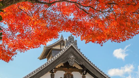 Klassisk rute i Kyoto | Kiyomizu-dera · Fushimi Inari-taisha | Afgang fra Kyoto, valgfri måltidsordning
