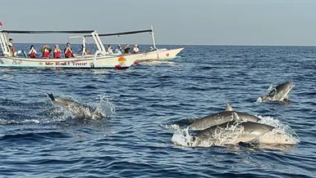 Dolphin chasing experience with private transfer (optional snorkeling and swimming with dolphins)