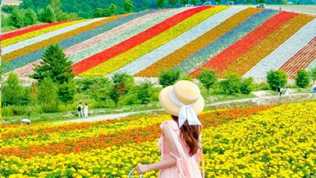 Ημερήσια εκδρομή στο Φουράνο της Χοκκάιντο: Λόφοι Shikisai-no-Oka, Γαλάζια Λίμνη, Καταρράκτης Σιραγάκε και Αγρόκτημα Τομιτά