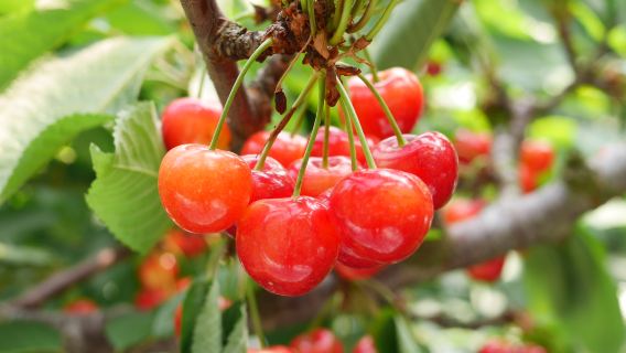All-you-can-eat double picking of cherries & blueberries (departing from Nagoya Station)!