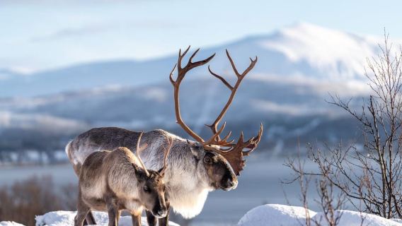 Tromsø: Reindeer Sledding, Feeding & Sami Culture Experience