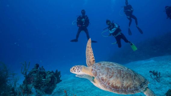 Costa Maya: Discover Scuba Diving Reef Experience
