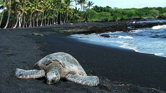 The Big Island (Hawaii island)Tours