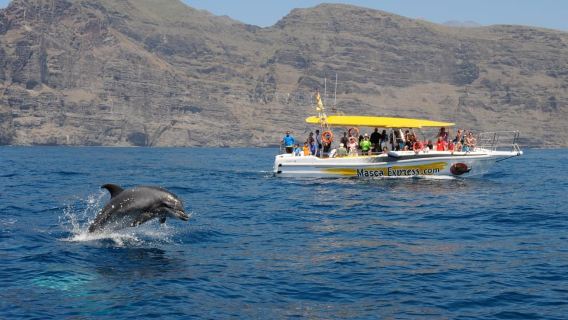 Los Gigantes: Crucero de avistamiento de delfines y ballenas con parada para baño