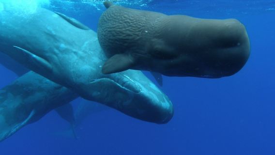 Pelayaran Menonton Paus dan Lumba-lumba dari Ponta Delgada