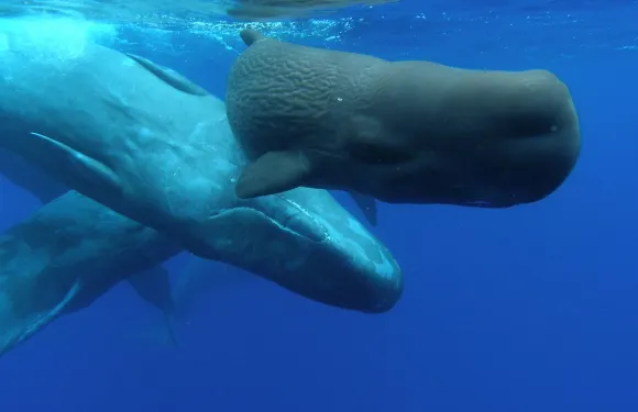 蓬塔德爾加達賞鯨及海豚郵輪