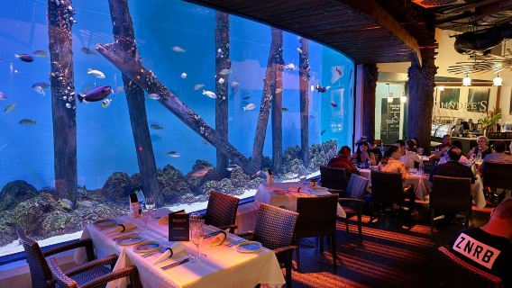 Cairns Aquarium by Twilight with Dinner