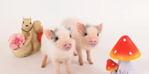 【mipig cafe 永旺購物中心札幌發寒店】超人氣治癒小豬咖啡廳互動體驗