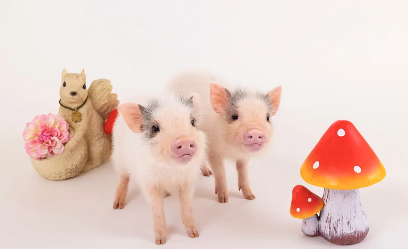 [mipig cafe AEON Mall Sapporo Hassamu] Popular Healing Pig Cafe Interactive Experience