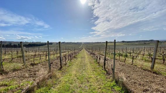 Frascati: E-Bike-Tour mit Weinprobe